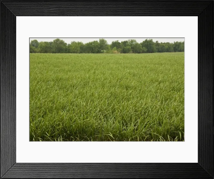 Framed Print : Sugar Cane Framed Print : Sugar Cane