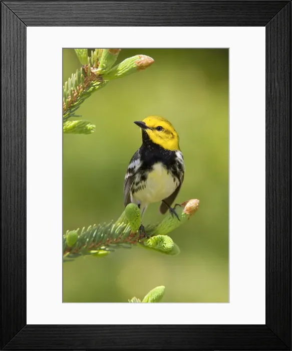Framed Print : Black-throated Green Warbler. Maine USA in June Framed Print : Black-throated Green Warbler. Maine USA in June