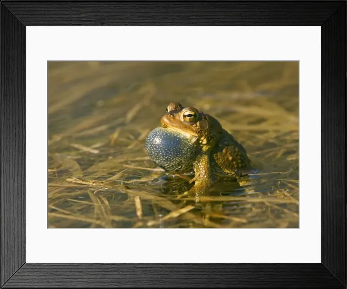 Framed Print : American Toad - Calling in Spring - Connecticut USA Framed Print : American Toad - Calling in Spring - Connecticut USA