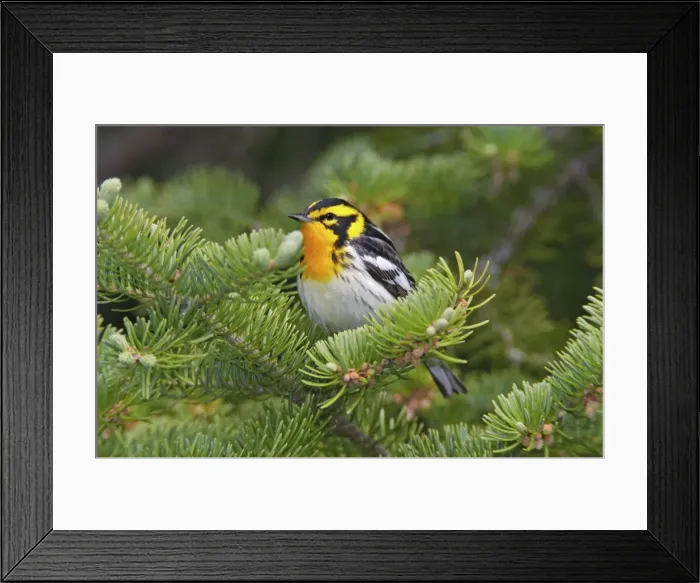 Framed Print : Blackburnian Warbler, male. June in Maine. USA Framed Print : Blackburnian Warbler, male. June in Maine. USA