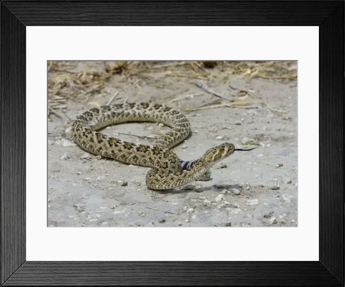 Framed Print : Western Diamondback Rattlesnake South Texas in March Framed Print : Western Diamondback Rattlesnake South Texas in March