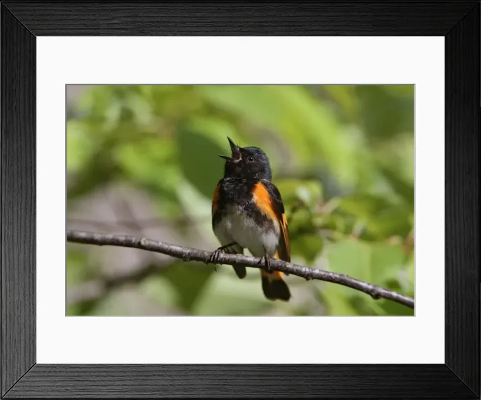 Framed Print : American Redstart - male singing - May - CT - USA Framed Print : American Redstart - male singing - May - CT - USA