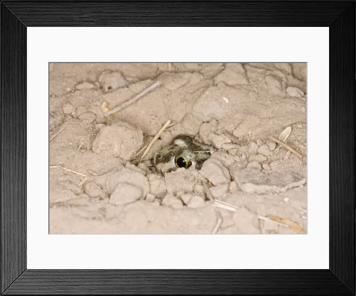 Framed Print : Plains Spadefoot Toad - series of images showing the toad turning and digging down into the sand using his spade like foot. Sequence 8 of 9. South Texas in March Framed Print : Plains Spadefoot Toad - series of images showing the toad turning and digging down into the sand using his spade like foot. Sequence 8 of 9. South Texas in March
