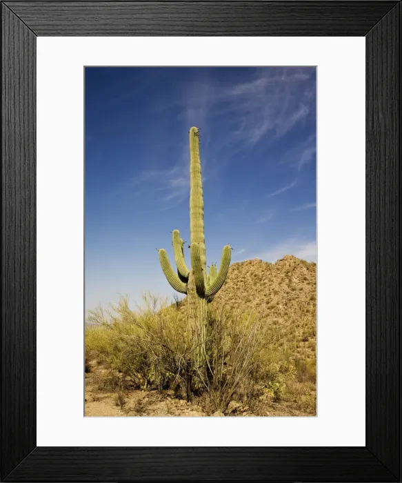 Framed Print : Saguaro Cactus - in Saguaro National Park, Arizona, July. USA Framed Print : Saguaro Cactus - in Saguaro National Park, Arizona, July. USA