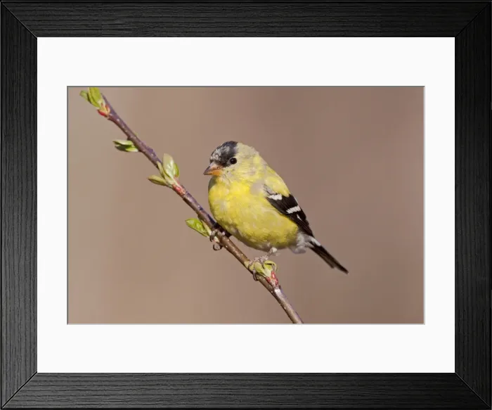 Framed Print : American Goldfinch. Male molting into spring plumage. April in CT. USA Framed Print : American Goldfinch. Male molting into spring plumage. April in CT. USA