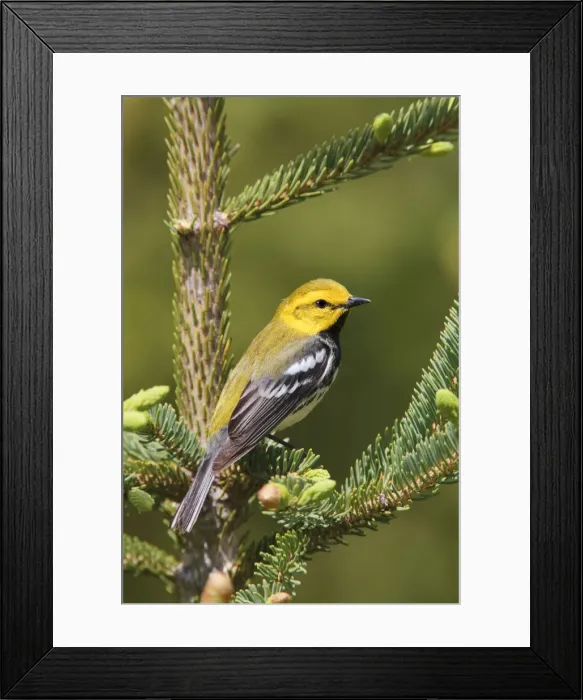 Framed Print : Black-throated Green Warbler. Maine USA in June Framed Print : Black-throated Green Warbler. Maine USA in June