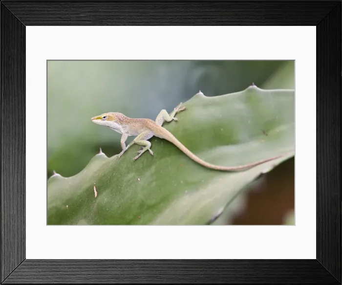 Framed Print : Green Anole - a tree-dwelling lizard. South Texas Framed Print : Green Anole - a tree-dwelling lizard. South Texas