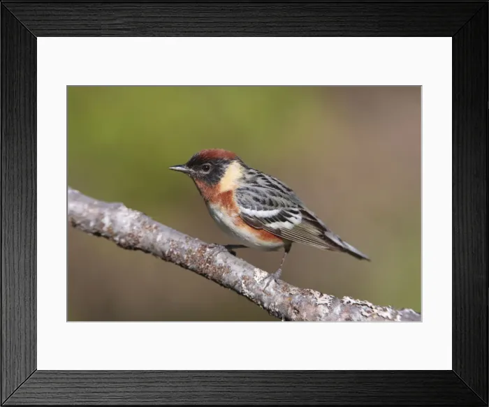 Framed Print : Bay-breasted Warbler male. June in Maine. USA Framed Print : Bay-breasted Warbler male. June in Maine. USA