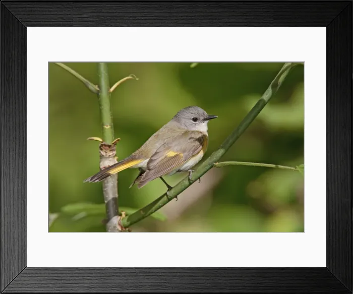Framed Print : American Redstart - female - May - CT - USA Framed Print : American Redstart - female - May - CT - USA