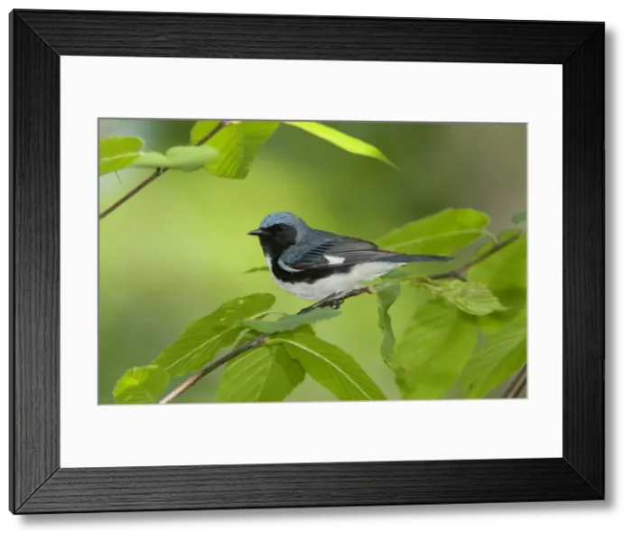 Framed Print : Black-throated Blue Warbler. CT USA in May Framed Print : Black-throated Blue Warbler. CT USA in May