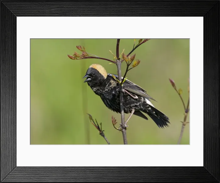 Framed Print : Bobolink - singing male on territory - May - Connecticut - USA Framed Print : Bobolink - singing male on territory - May - Connecticut - USA