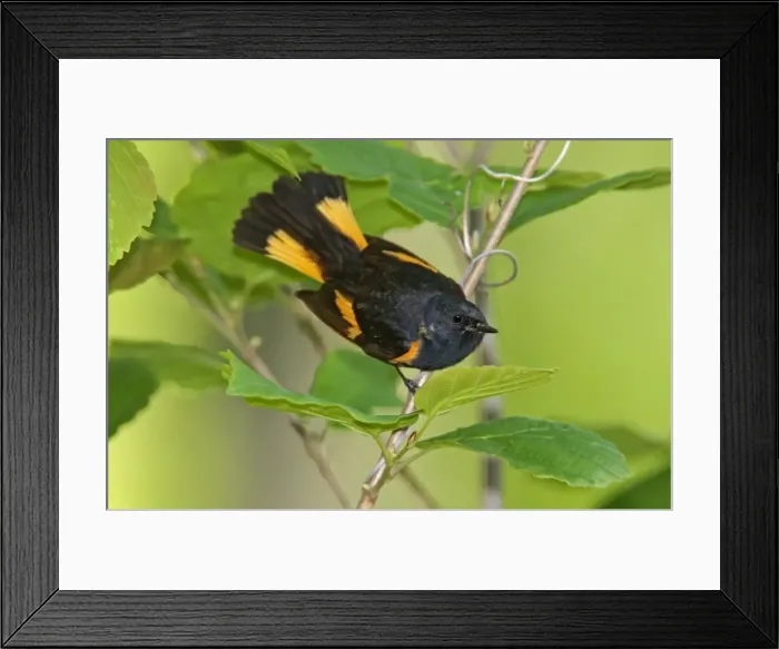 Framed Print : American Redstart - male - May - CT - USA Framed Print : American Redstart - male - May - CT - USA