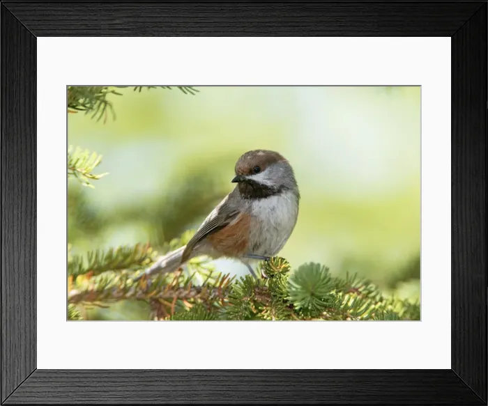 Framed Print : Boreal Chickadee. Maine USA in June Framed Print : Boreal Chickadee. Maine USA in June