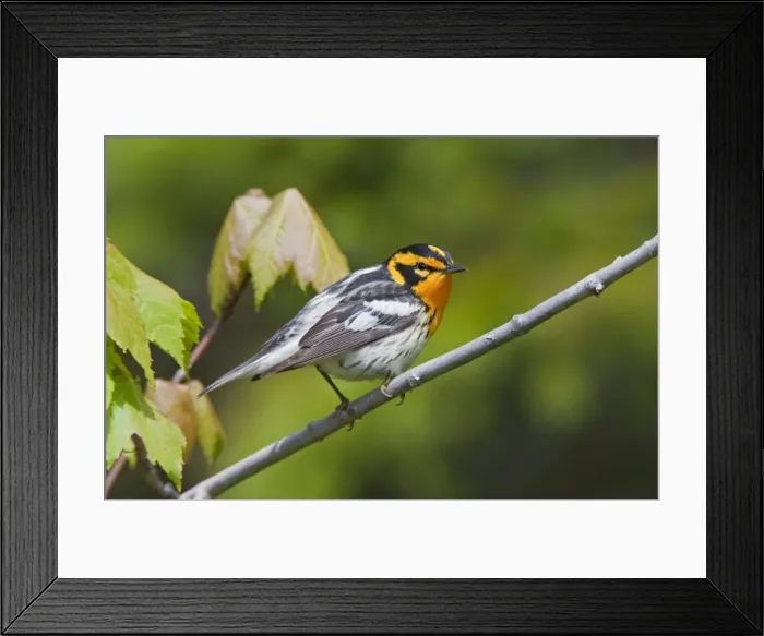 Framed Print : Blackburnian Warbler, male. June in Maine. USA Framed Print : Blackburnian Warbler, male. June in Maine. USA