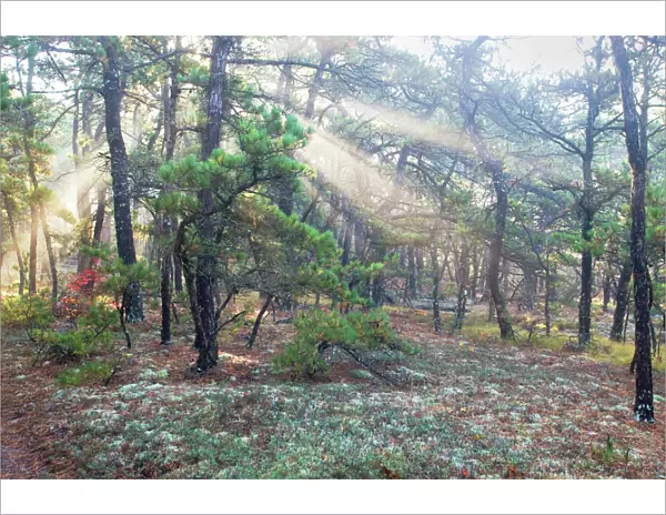 Early morning light in forest along shore of Cape Cod Mass in October