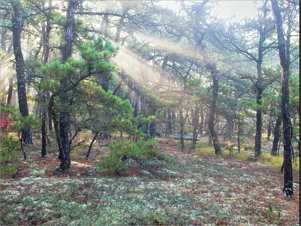 Early morning light in forest along shore of Cape Cod Mass in October