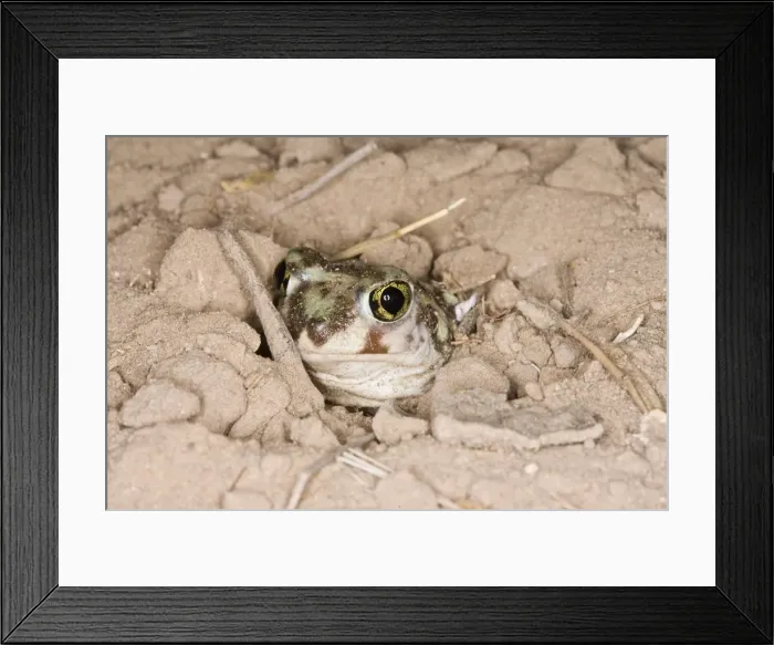 Framed Print : Plains Spadefoot Toad, Spea bombifrons. Series of images showing the toad turning and digging down into the sand using his spade like foot. Sequence 5 of 9 South Texas in March Framed Print : Plains Spadefoot Toad, Spea bombifrons. Series of images showing the toad turning and digging down into the sand using his spade like foot. Sequence 5 of 9 South Texas in March