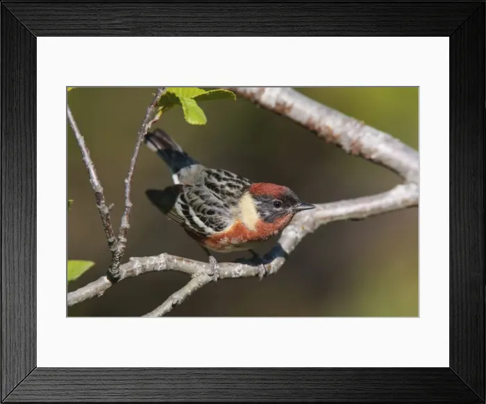 Framed Print : Bay-breasted Warbler male. June in Maine. USA Framed Print : Bay-breasted Warbler male. June in Maine. USA