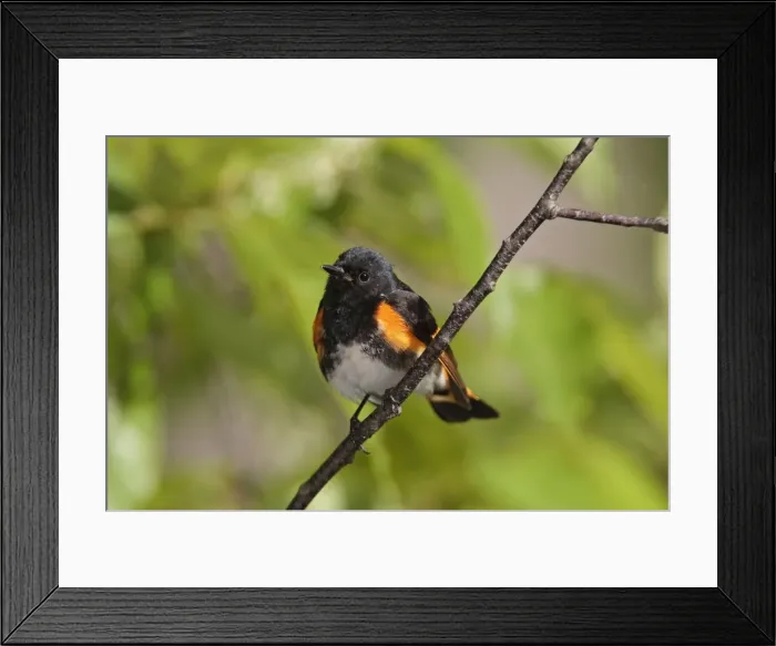 Framed Print : American Redstart - male - May - CT - USA
