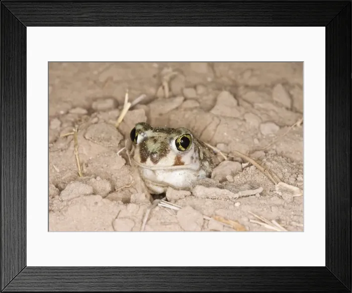 Framed Print : Plains Spadefoot Toad, Spea bombifrons. Series of images showing the toad turning and digging down into the sand using his spade like foot. Sequence 3 of 9 South Texas in March Framed Print : Plains Spadefoot Toad, Spea bombifrons. Series of images showing the toad turning and digging down into the sand using his spade like foot. Sequence 3 of 9 South Texas in March