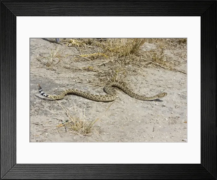 Framed Print : Western Diamondback Rattlesnake South Texas in March Framed Print : Western Diamondback Rattlesnake South Texas in March