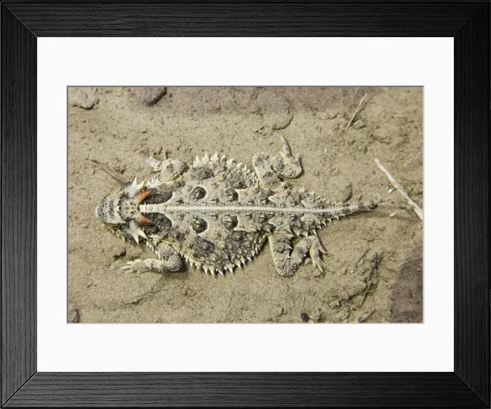 Framed Print : Texas Horned Lizard South Texas in March Framed Print : Texas Horned Lizard South Texas in March