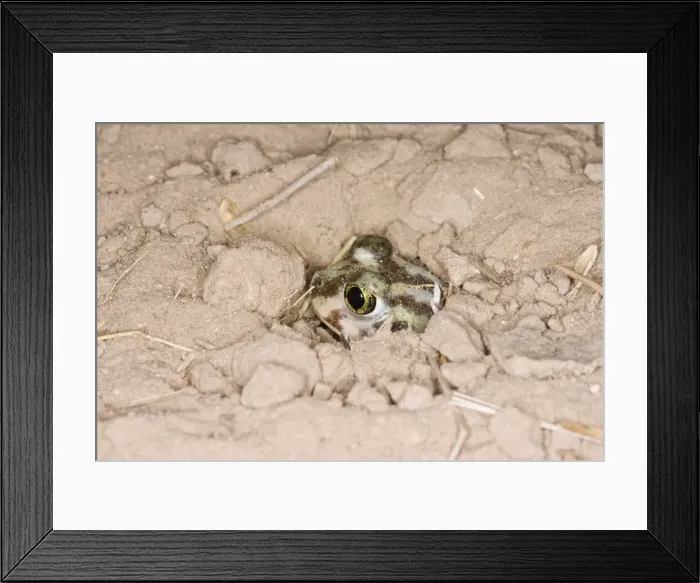 Framed Print : Plains Spadefoot Toad - series of images showing the toad turning and digging down into the sand using his spade like foot. Sequence 7 of 9 South Texas in March Framed Print : Plains Spadefoot Toad - series of images showing the toad turning and digging down into the sand using his spade like foot. Sequence 7 of 9 South Texas in March