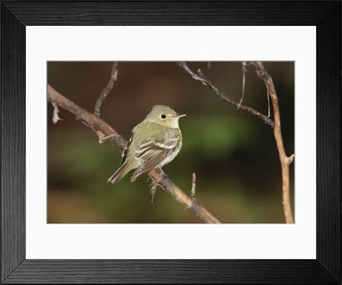 Framed Print : Acadian Flycatcher, Connecticut, USA in June Framed Print : Acadian Flycatcher, Connecticut, USA in June