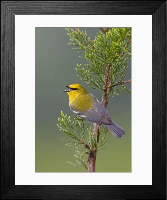 Framed Print : Blue-winged Warbler. CT in May. USA