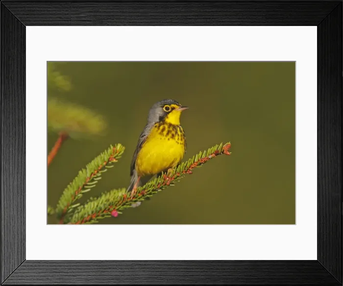 Framed Print : Canada Warbler male. June in Maine. USA Framed Print : Canada Warbler male. June in Maine. USA