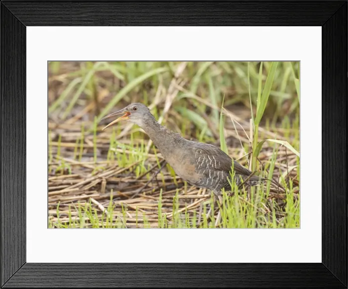 Framed Print : Clapper Rail - calling - June - CT - USA