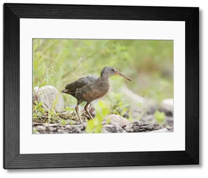 Framed Print : Clapper Rail. CT, USA in June