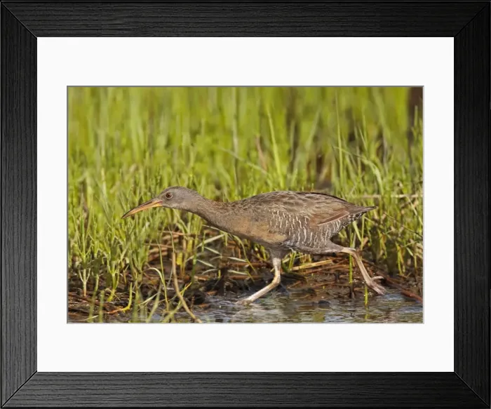Framed Print : Clapper Rail. CT, USA in June Framed Print : Clapper Rail. CT, USA in June
