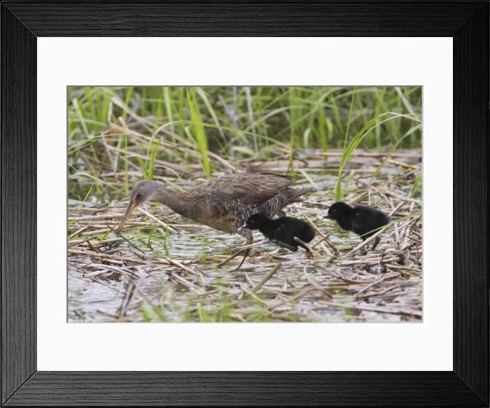 Framed Print : Clapper Rail - with chicks - June - CT - USA Framed Print : Clapper Rail - with chicks - June - CT - USA