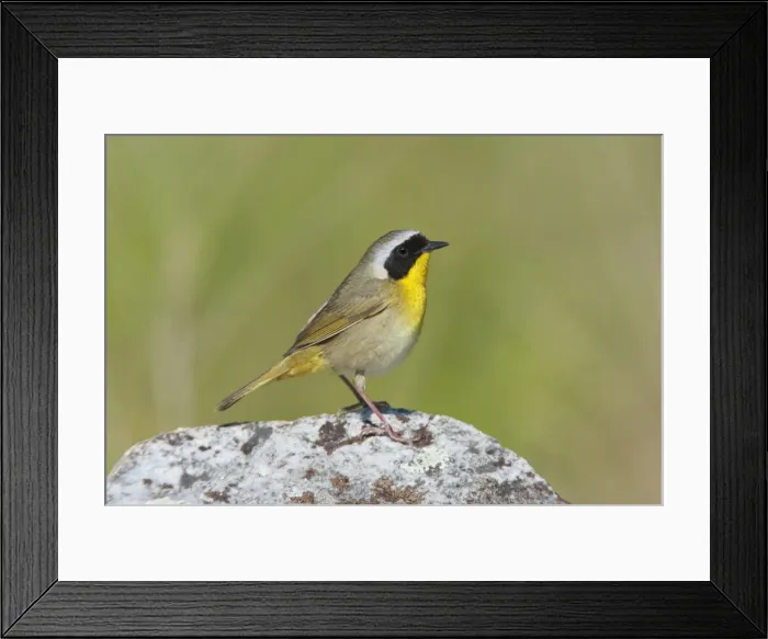 Framed Print : Common Yellowthroat. On territory. CT in May. USA Framed Print : Common Yellowthroat. On territory. CT in May. USA