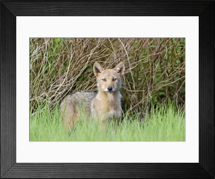 Framed Print : Coyote - pups - June - CT - USA Framed Print : Coyote - pups - June - CT - USA
