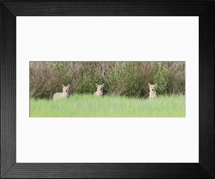 Framed Print : Coyote - pups - June - CT - USA Framed Print : Coyote - pups - June - CT - USA