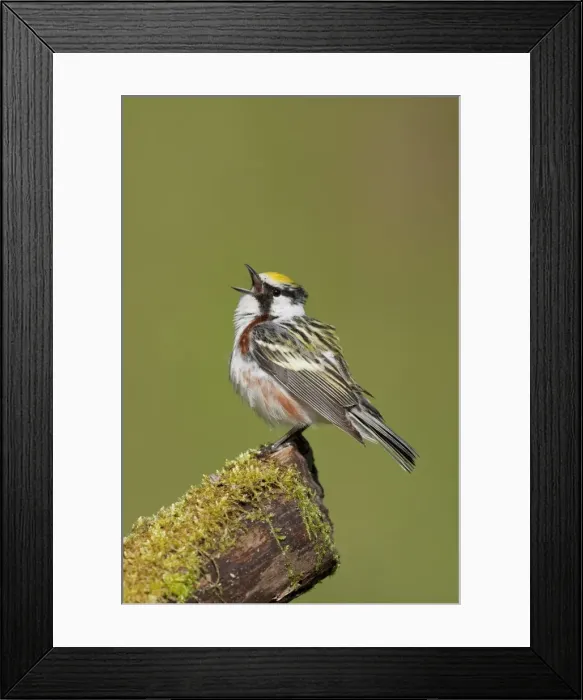 Framed Print : Chestnut-sided Warbler - male singing on territory - Spring - CT - USA Framed Print : Chestnut-sided Warbler - male singing on territory - Spring - CT - USA