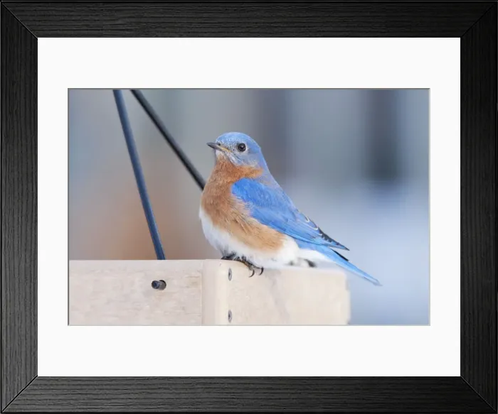 Framed Print : Eastern Bluebird. Male in winter at bird feeder eating - Connecticut in February. USA Framed Print : Eastern Bluebird. Male in winter at bird feeder eating - Connecticut in February. USA