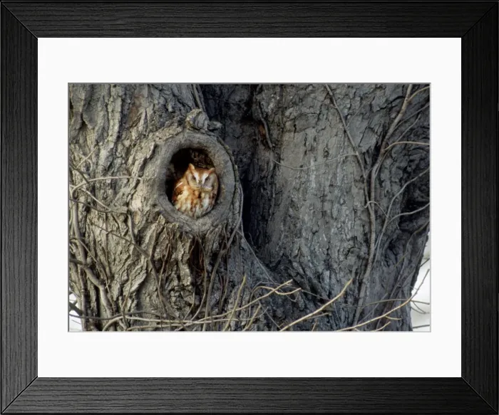 Framed Print : Eastern Screech-Owl - winter roost in tree - Feb in CT USA Framed Print : Eastern Screech-Owl - winter roost in tree - Feb in CT USA