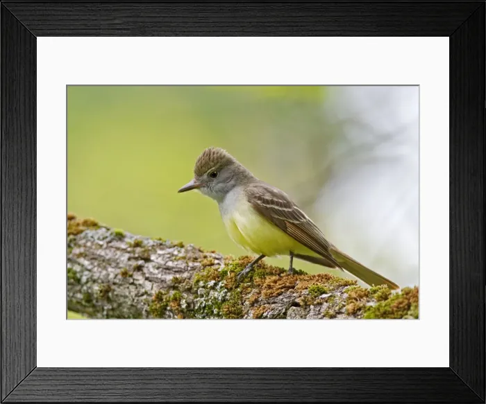 Framed Print : Great-crested Flycatcher. CT in May. USA