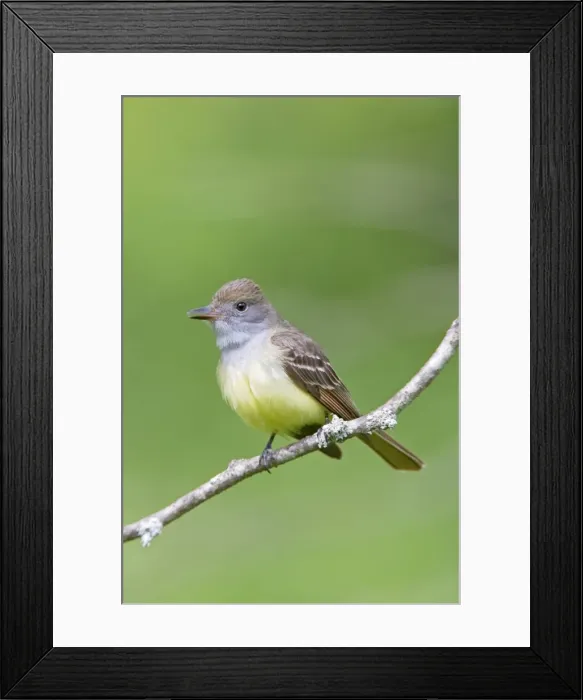 Framed Print : Great-crested Flycatcher. CT in May. USA Framed Print : Great-crested Flycatcher. CT in May. USA