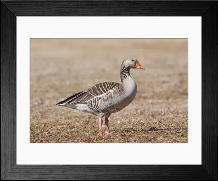 Framed Print : Graylag / Gray-Lag / Western Graylag / Eastern Graylag / Grey-Lag / Western Greylag / Eastern Greylag Goose - March - CT - USA Framed Print : Graylag / Gray-Lag / Western Graylag / Eastern Graylag / Grey-Lag / Western Greylag / Eastern Greylag Goose - March - CT - USA
