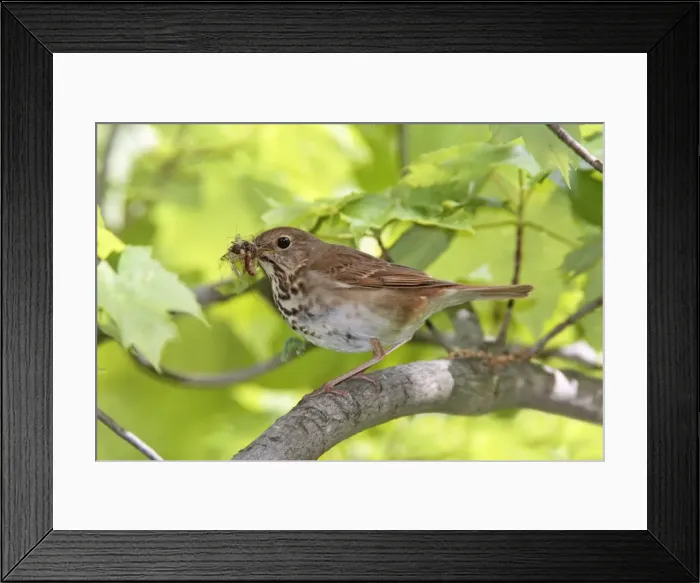 Framed Print : Hermit Thrush with food for young. CT in May, USA Framed Print : Hermit Thrush with food for young. CT in May, USA