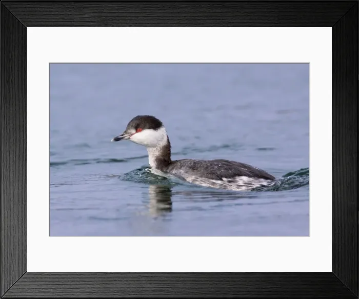 Framed Print : Horned Grebe - Winter Plumage - Rhode Island in February. USA Framed Print : Horned Grebe - Winter Plumage - Rhode Island in February. USA