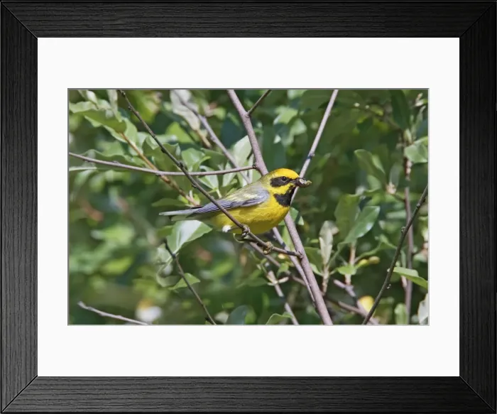 Framed Print : Lawrence's Warbler. Hybrid between Blue-winged Warbler, Vermivora pinus and a Golden-winged Warbler, Vermivora chrysoptera - with food in beak - CT, USA Framed Print : Lawrence's Warbler. Hybrid between Blue-winged Warbler, Vermivora pinus and a Golden-winged Warbler, Vermivora chrysoptera - with food in beak - CT, USA