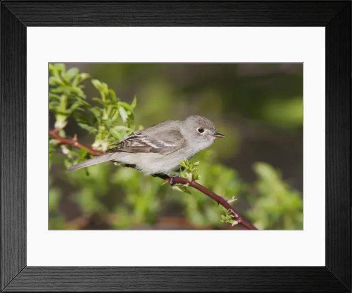 Framed Print : Least Flycatcher - on territory - CT in May - USA Framed Print : Least Flycatcher - on territory - CT in May - USA