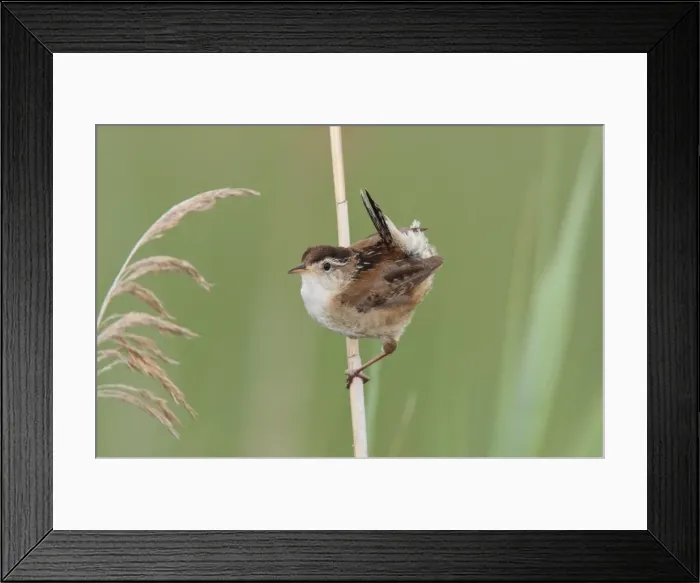 Framed Print : Marsh Wren. Stratford, CT, USA in June Framed Print : Marsh Wren. Stratford, CT, USA in June