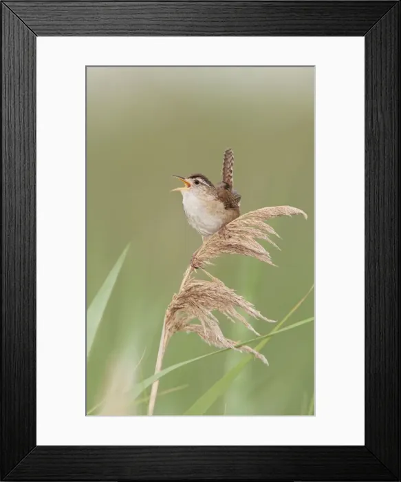 Framed Print : Marsh Wren - singing - Stratford, CT, USA in June Framed Print : Marsh Wren - singing - Stratford, CT, USA in June