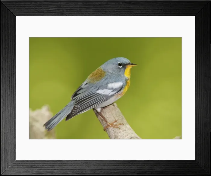 Framed Print : Northern Parula male on territory in CT. May. USA
